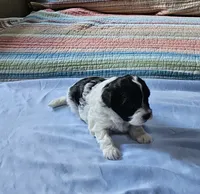 Daisy, a female Shihpoo for sale in Milledgeville, GA – 6 of 9