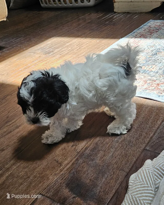 Trooper – Shihpoo puppy for sale in Milledgeville, GA