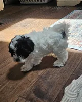 Trooper, a male Shihpoo for sale in Milledgeville, GA – 1 of 10