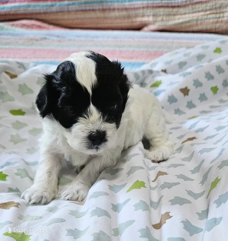 Trooper – Shihpoo puppy for sale in Milledgeville, GA