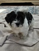 Daisy, a female Shihpoo for sale in Milledgeville, GA – 3 of 10