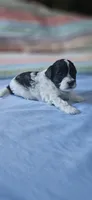 Daisy, a female Shihpoo for sale in Milledgeville, GA – 9 of 9
