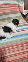 Peaches, a female Shihpoo for sale in Milledgeville, GA – 8 of 9