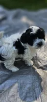 Trooper, a male Shihpoo for sale in Milledgeville, GA – 3 of 10