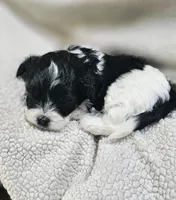 Rosa, a female Shihpoo for sale in Milledgeville, GA – 2 of 10