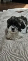 Princess, a female Shihpoo for sale in Milledgeville, GA – 4 of 10
