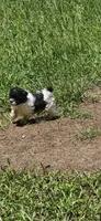 Yoshi, a male Shihpoo for sale in Milledgeville, GA – 4 of 10