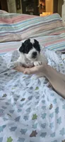 Trooper, a male Shihpoo for sale in Milledgeville, GA – 7 of 10