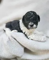 Yoshi, a male Shihpoo for sale in Milledgeville, GA – 5 of 8