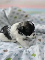 Princess, a female Shihpoo for sale in Milledgeville, GA – 6 of 9
