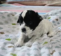 Trooper, a male Shihpoo for sale in Milledgeville, GA – 3 of 10