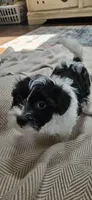 Daisy, a female Shihpoo for sale in Milledgeville, GA – 6 of 10