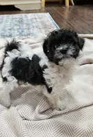 Yoshi, a male Shihpoo for sale in Milledgeville, GA – 6 of 10