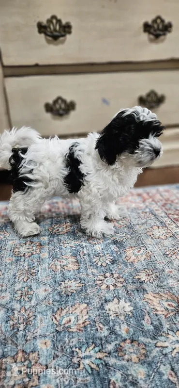 Trooper – Shihpoo puppy for sale in Milledgeville, GA
