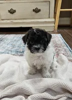 Yoshi, a male Shihpoo for sale in Milledgeville, GA – 2 of 10