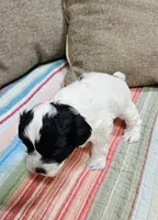 Trooper, a male Shihpoo for sale in Milledgeville, GA – 6 of 10
