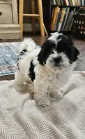 Trooper, a male Shihpoo for sale in Milledgeville, GA – 6 of 10