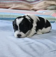 Peaches, a female Shihpoo for sale in Milledgeville, GA – 3 of 9