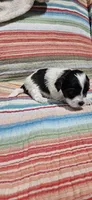Peaches, a female Shihpoo for sale in Milledgeville, GA – 9 of 9