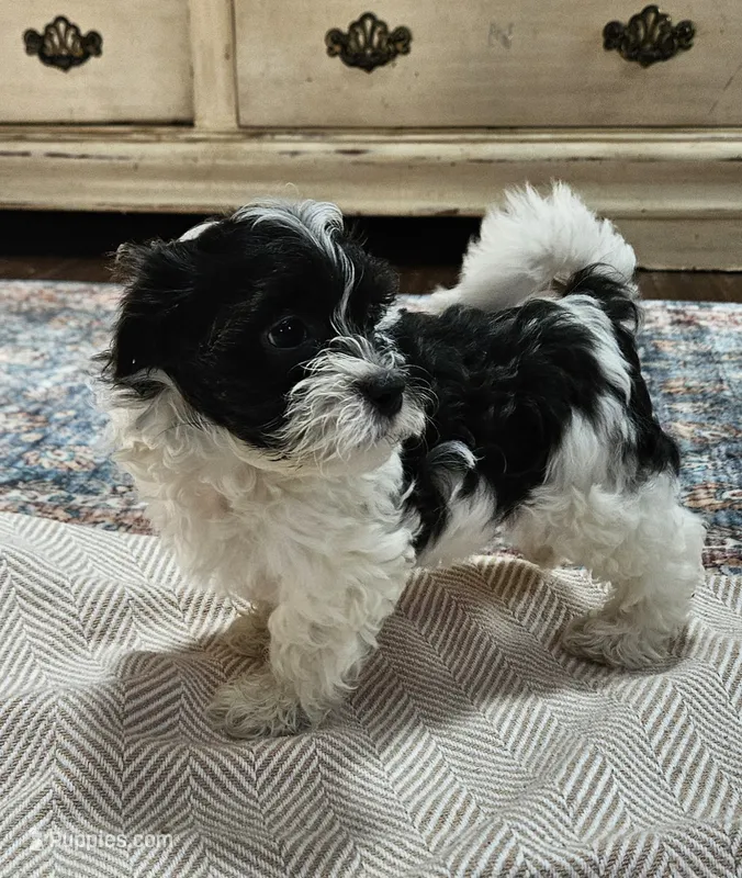 Daisy – Shihpoo puppy for sale in Milledgeville, GA