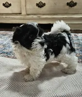 Daisy, a female Shihpoo for sale in Milledgeville, GA – 1 of 10
