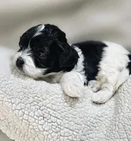 Rosa, a female Shihpoo for sale in Milledgeville, GA – 6 of 10