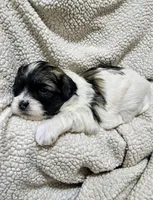 Princess, a female Shihpoo for sale in Milledgeville, GA – 2 of 9