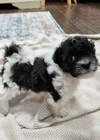 Yoshi, a male Shihpoo for sale in Milledgeville, GA – 7 of 10
