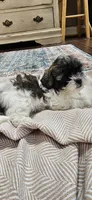 Princess, a female Shihpoo for sale in Milledgeville, GA – 3 of 10