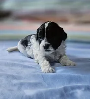 Daisy, a female Shihpoo for sale in Milledgeville, GA – 5 of 9