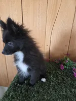 Teddy , a male Pomeranian for sale in Loogootee, IN – 4 of 7