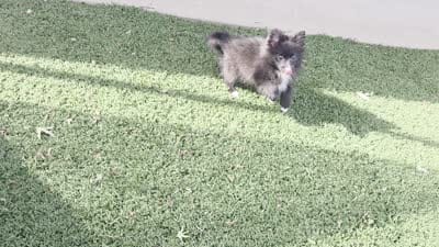 Teddy , a male Pomeranian for sale in Loogootee, IN – 7 of 7