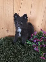 Jason, a male Pomeranian for sale in Loogootee, IN – 4 of 6