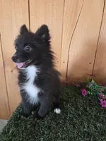 Teddy , a male Pomeranian for sale in Loogootee, IN – 6 of 7