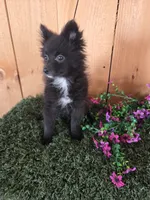Jason, a male Pomeranian for sale in Loogootee, IN – 3 of 6