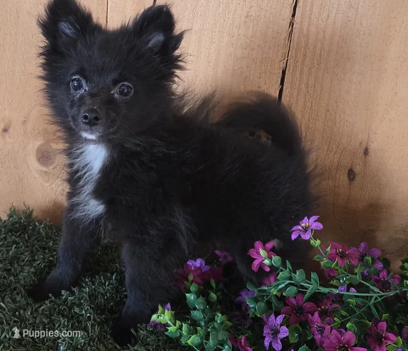 Jason – Pomeranian puppy for sale in Loogootee, IN
