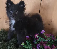 Jason, a male Pomeranian for sale in Loogootee, IN – 1 of 6