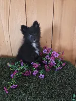 Jason, a male Pomeranian for sale in Loogootee, IN – 2 of 6
