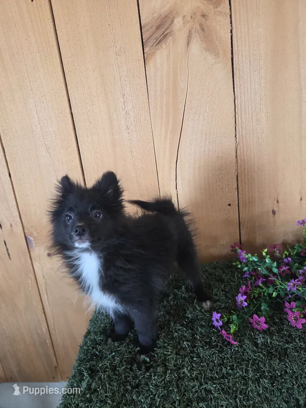 Teddy  – Pomeranian puppy for sale in Loogootee, IN
