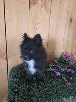 Teddy , a male Pomeranian for sale in Loogootee, IN – 2 of 7