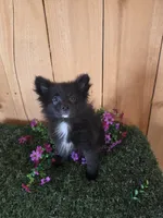 Teddy , a male Pomeranian for sale in Loogootee, IN – 3 of 7