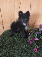 Jason, a male Pomeranian for sale in Loogootee, IN – 5 of 6