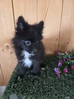Teddy , a male Pomeranian for sale in Loogootee, IN – 5 of 7