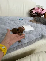 Eros, a male Yorkshire Terrier for sale in Miami, FL – 3 of 3