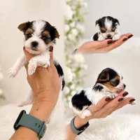Kaleb, a male Yorkshire Terrier for sale in Miami, FL – 3 of 4