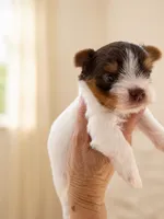 Theo, a male Yorkshire Terrier for sale in Miami, FL – 3 of 3