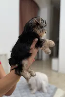 Ozzy, a male Yorkshire Terrier for sale in Miami, FL – 2 of 4