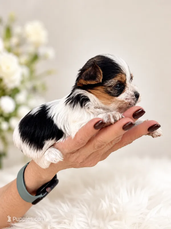 Kaleb – Yorkshire Terrier puppy for sale in Miami, FL