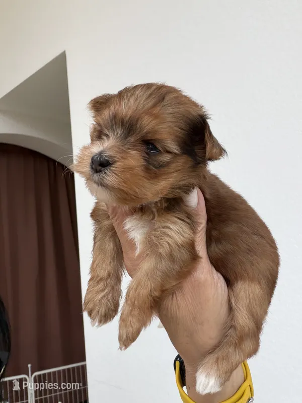 Eros – Yorkshire Terrier puppy for sale in Miami, FL