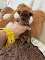 Kael, a male Yorkshire Terrier for sale in Miami, FL – 3 of 3